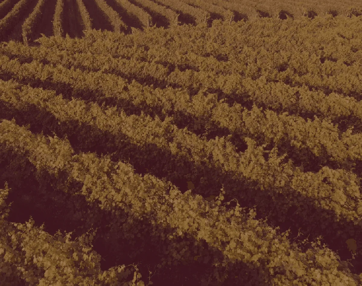 Vignoble