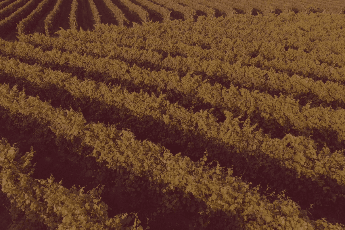 Vignoble