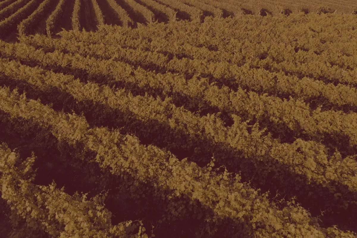 Vignoble